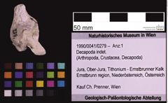 Foto (Objekt + Etiketten) von Decapoda indet. (NHMW-GEO-1990-0041-0279)